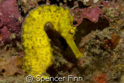Tigertail  Seahorse from Shark cave. Nikon D80 in an Ikel... by Spencer Finn 